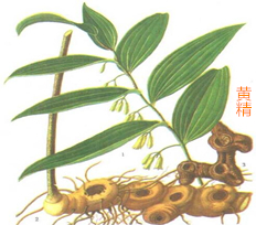 黃精